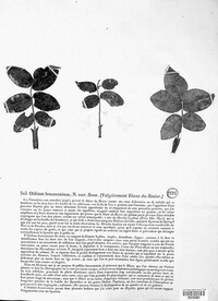 Podosphaera pannosa image